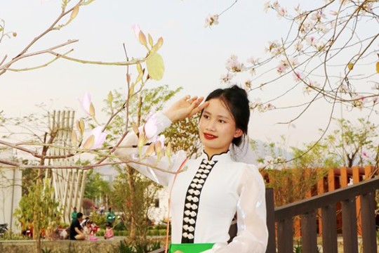 Đến Điện Biên ngắm hoa Ban bung nở trước thềm lễ hội