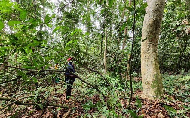 Ủy ban Kiểm toán nhà nước Liberia: Rừng cộng đồng chưa được quản lý chặt chẽ